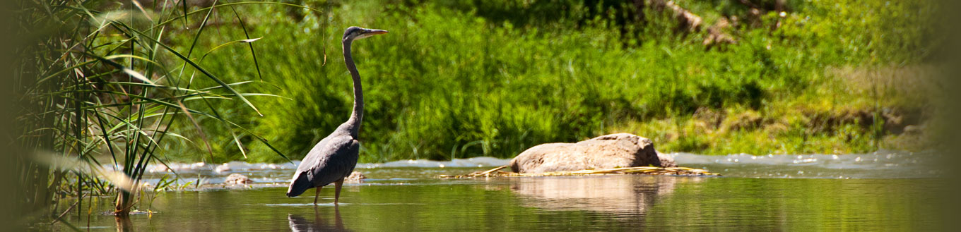 Wildlife on the Verde River in Arizona